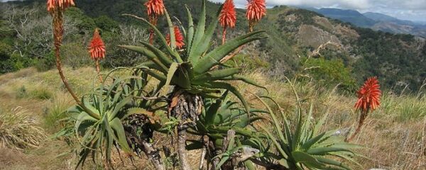 arbre aloe arborescens