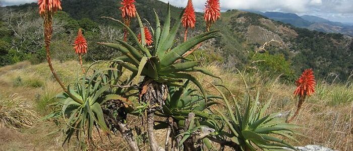 arbre aloe arborescens